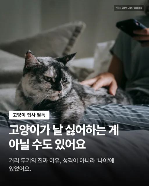 고양이가 날 싫어하는 것 같을 때 — 카드 1